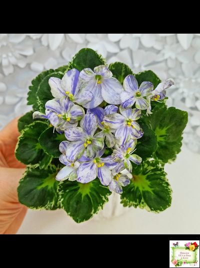 ЛЕ-Лунный Жемчуг (Е. Лебецкая) 2020 г. (пестролистный гёрл)