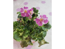 153) АВ- Птица Певчая 22г. (п.м.)