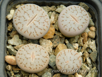 Lithops pseudotruncatella 'pallid' C264 (MG-1699) - 10 семян