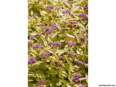 Спирея японская Голден Принцесс - купить в красовский-сад.рф