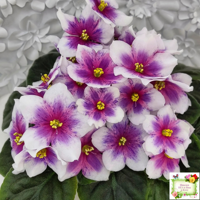 Dn-Райська Насолода (Д.Денисенко) химера (стартер сорт)