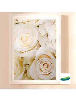 Постер «Розы айвори». Коллекция «Цвета в цветах».