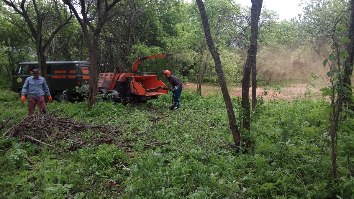 Расчистка вишневого сада от сухостоя в Скреблово