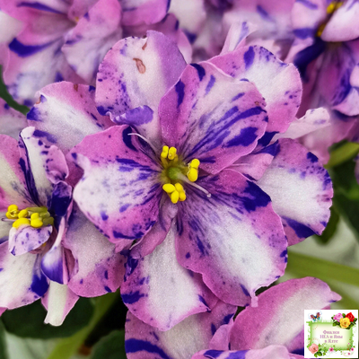 МК-Ветер Перемен Люкс химера (пасынок укоренённый из цветоноса)