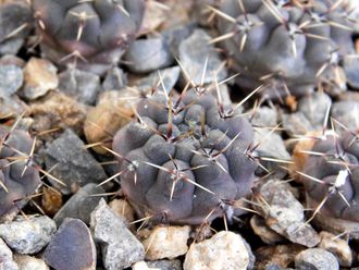 Gymnocalycium obductum  VG-1322 (D=12mm)