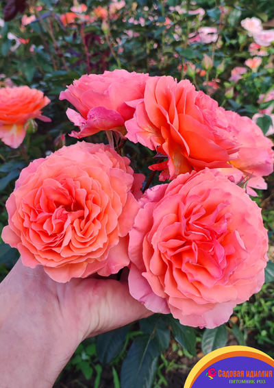 Бельведер (Belvedere)