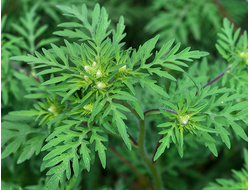 Давана, Полынь бледная (Artemisia pallens) 1 г  - 100% натуральное эфирное масло