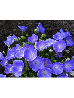 Колокольчик карпатский Блю Юниформ (Blue Uniform)