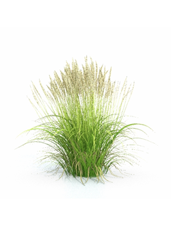 трава Вейник остроцветковый 03