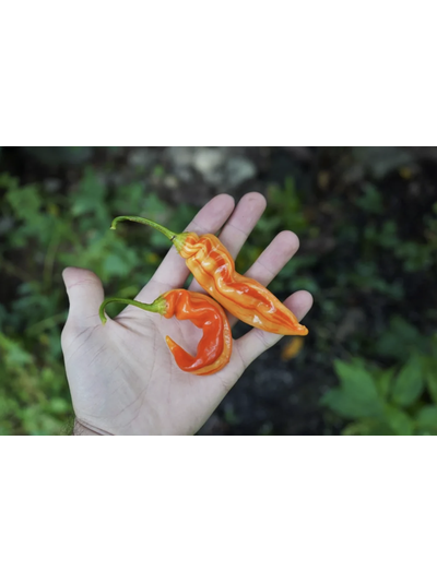 Перец острый Sugar Rush Stripey, 10 шт