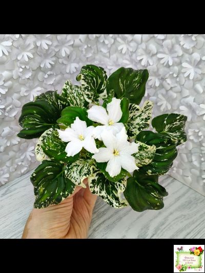 LV-Зюзя (Л. Шевелева) 2025 г. трейлер (клакамас пестролистный)