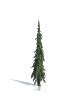 Billboards Ель летняя_02