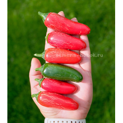 Перец острый Jalapeno Senorita (Халапеньо Сеньорита), 10 шт