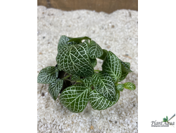 Фиттония серебристожилковая (горшок)