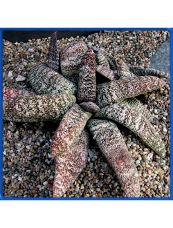 Gasteria batesiana v. dolomitica