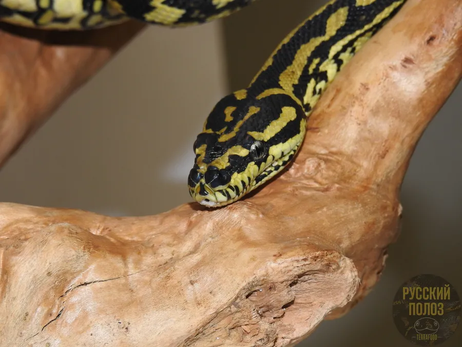 Ковровый питон Чейни, Morelia spilota cheynei