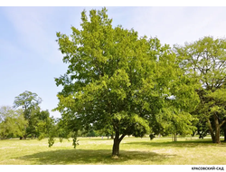 Граб обыкновенный - Carpinus