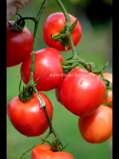 Томат Царица Полей, 10 шт
