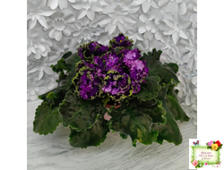 АВ-Гром и Молнии (Фиалковод) 2019 г.