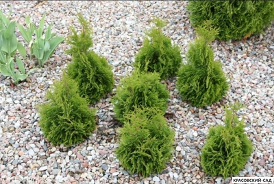 Туя Микки - Miky