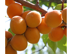 Абрикос Триумф Северный