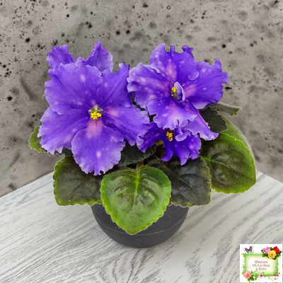 МТ-XXL Эльф (М. Тотиева) 2022 г. (сортовой стартер)