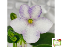 Белый Клоун (Е. и Я. Немчиновы) 2025 г. трейлер (укоренённый пасынок)