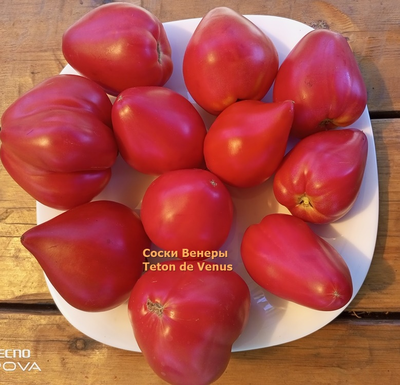 Томат Сосок Венеры (Teton de Venus, Франция)
