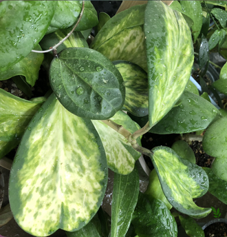 Hoya kerrii variegata 'Chanrit's Choice'