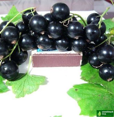 Смородина черная "Ильинка"