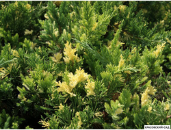 Можжевельник Экспанза Варигата - Expansa Variegata