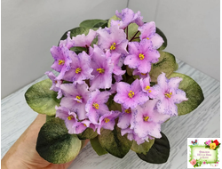 Н-Барышня (Н. Бердникова)