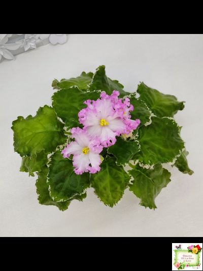 Nik-Обыкновенная Богиня (Н. Булко) 2023 г. (сортовая омоложенная розетка)