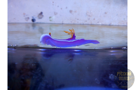 Голожаберный Моллюск, Chromodoris bullocki в морском аквариуме
