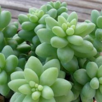 Sedum Burrito