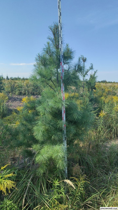 Сосна Гималайская - Pinus Wallichiana