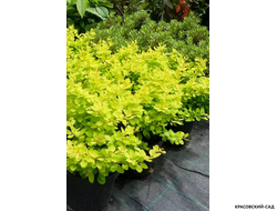 Барбарис Тунберга Голден Хоризон фото цветков красовский-сад.рф