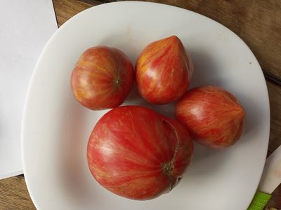 Томат Розовое сердце Пессака полосатое (Coeur Rose de Pessac Stripe )