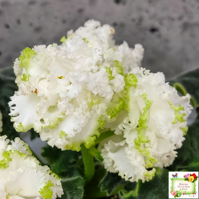 ЕК-Изумрудные Розы (Е.Коршунова) 2018 г.