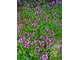 Тимьян ползучий, Чабрец (Thymus serpyllum), трава, Крым (5 мл) - 100% натуральное эфирное масло