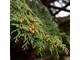 Фокиения, Сиамское дерево (Fokienia hodginsii) 5 мл - 100% натуральное эфирное масло