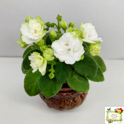 Irish Flirt mini (S.Sorano)