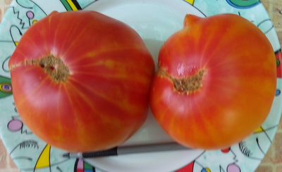 Томат Звездчатый из Беллинзоны (Stellato di Bellinzona)