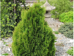 Туя западная Miky, C2