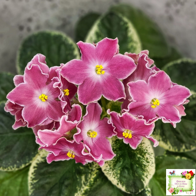 НД-Наталка-Полтавка (Н. Данилова-Суворова) 2018 г.