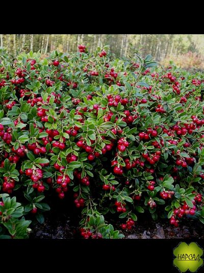 БРУСНИКА "КОРАЛЛ"