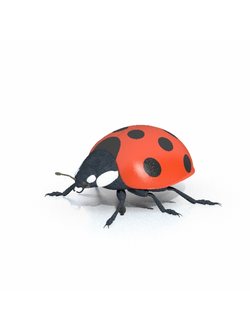 насекомые Божья коровка