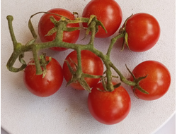 Томат черри Метта дикая вишня (The Matt's Wild Cherry Tomato)