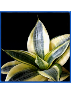 Sansevieria