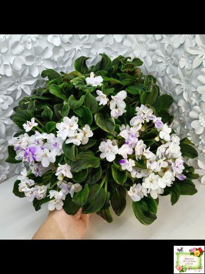 LV-Яночка (Л. Шевелева) 2023 г. трейлер (клакамас с кроновой пестролистностью)